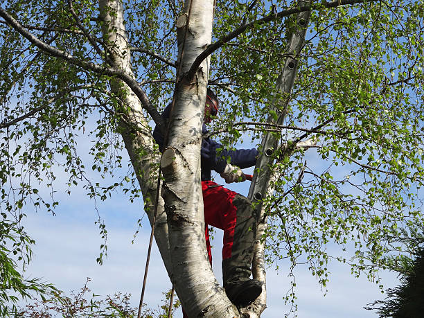 Best Fruit Tree Pruning  in Sylvania, OH