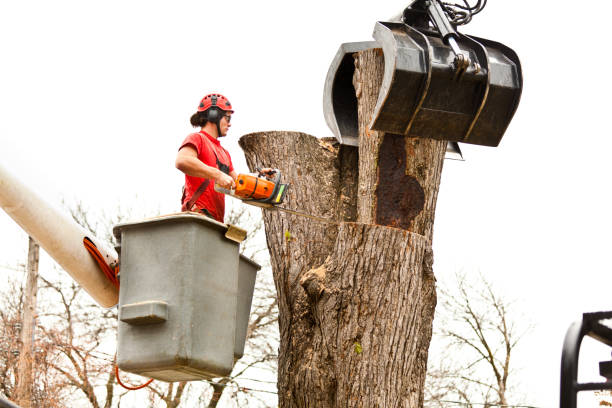 Reliable Sylvania, OH Tree Services Solutions